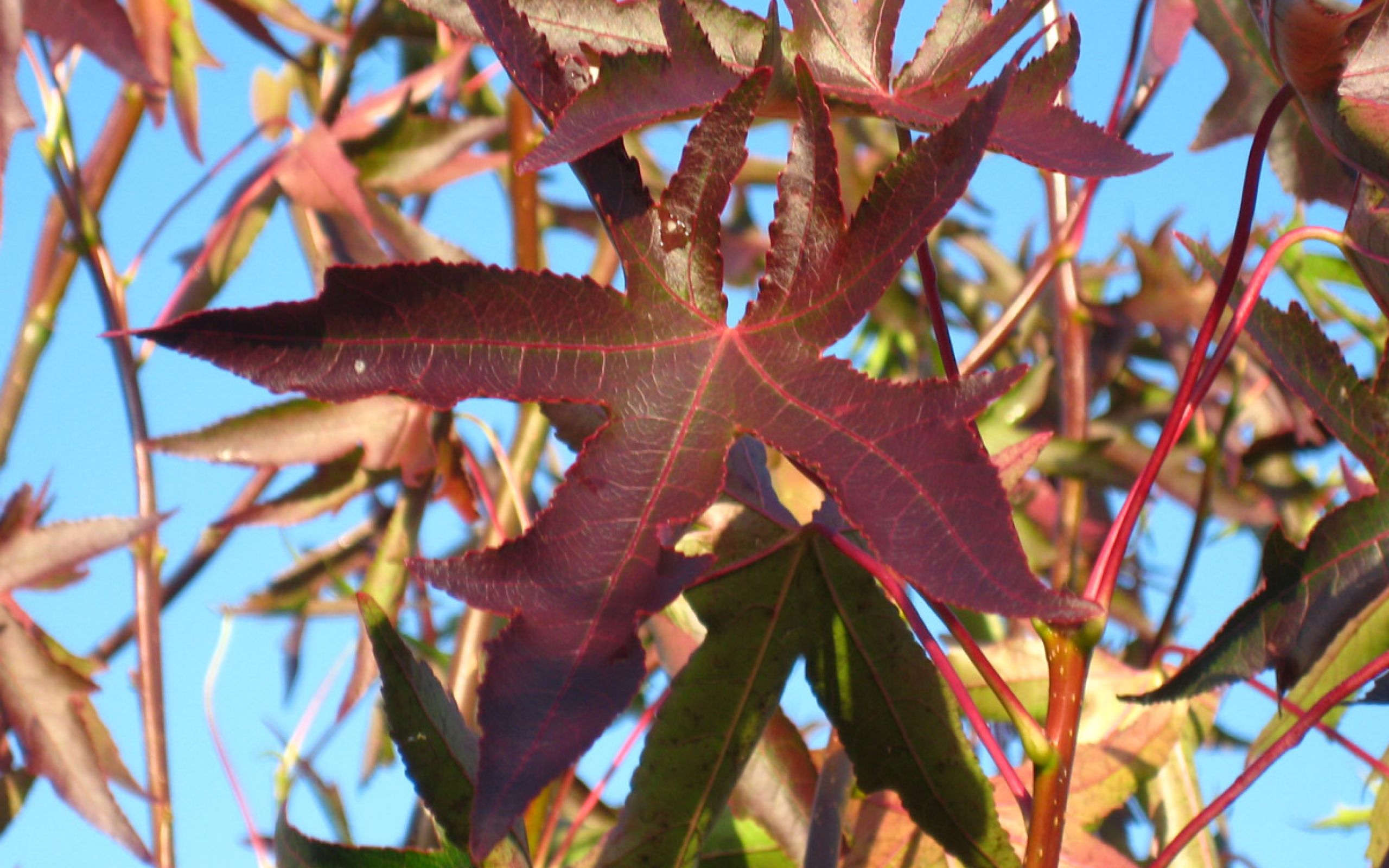 Liquidambar-styraciflua-'Stared'