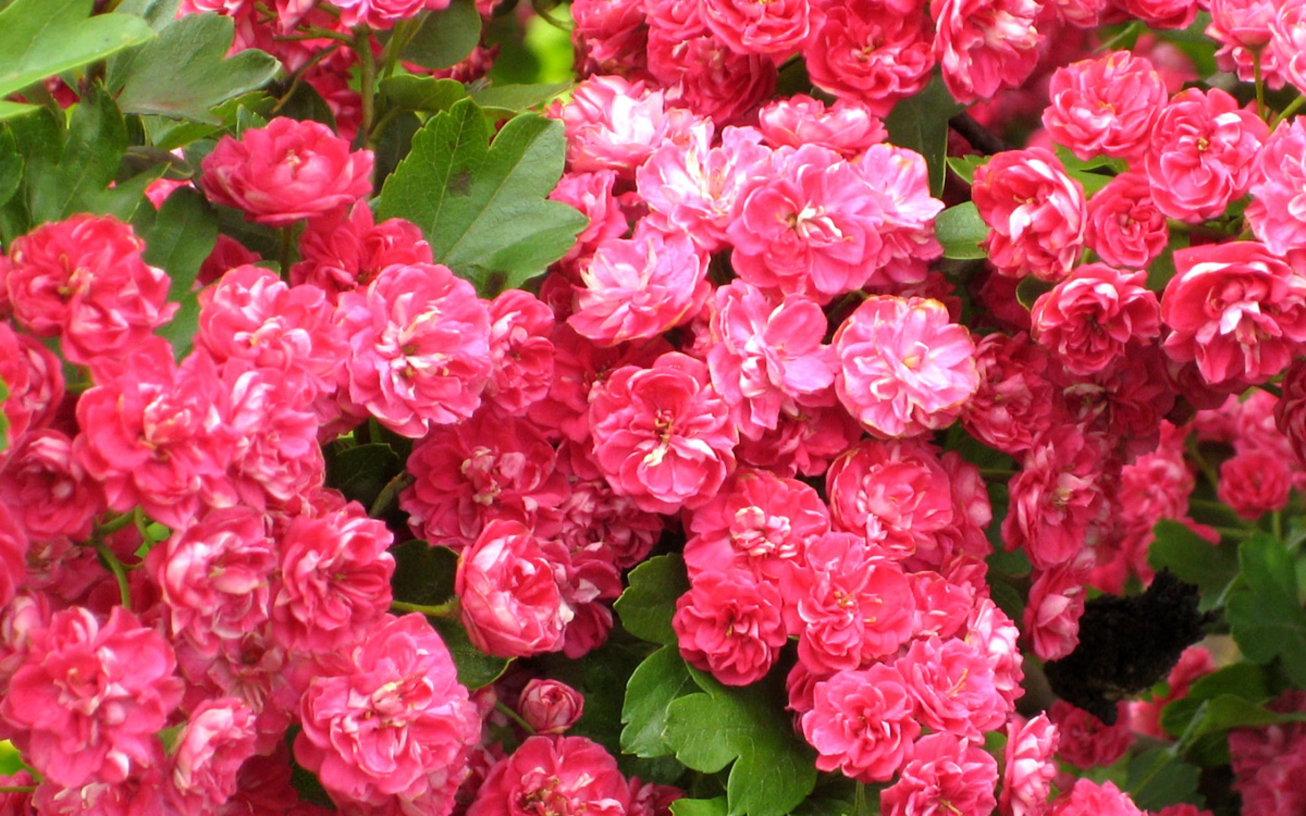 Crataegus-laevigata-'Pink-Corkscrew'