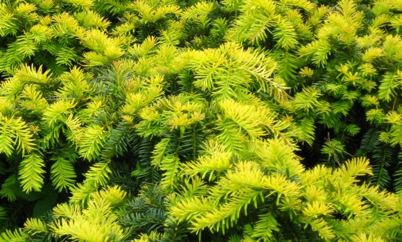 Taxus baccata 'Repandens Aurea'