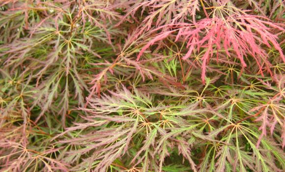 Acer palmatum 'Sonneuntergang'